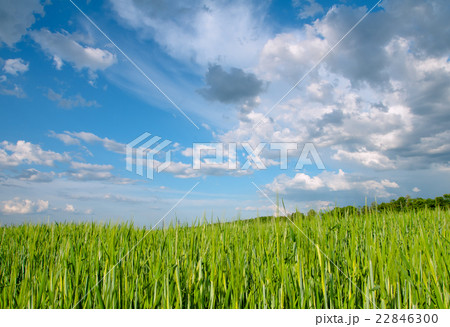 rye field 22846300