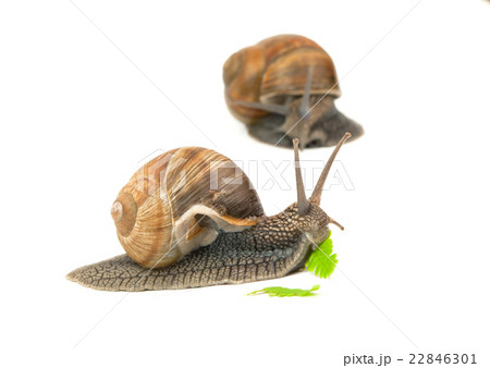 snail eating 22846301