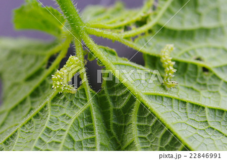 家庭菜園の胡瓜の葉を食害するトゲだらけで淡緑色の芋虫ウリキンウワバの幼虫の写真素材
