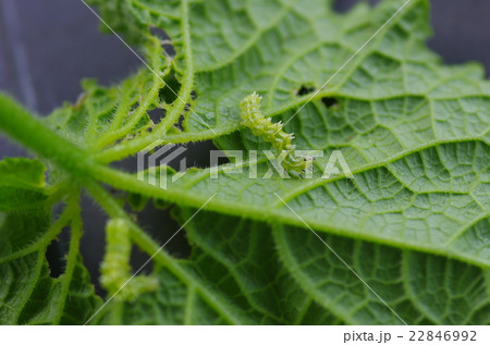 家庭菜園の胡瓜の葉を食害するトゲだらけで淡緑色の芋虫ウリキンウワバの幼虫 22846992