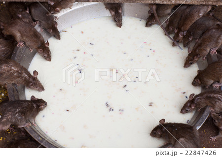 rat temple, BIkaner rat temple, BIkaner 22847426