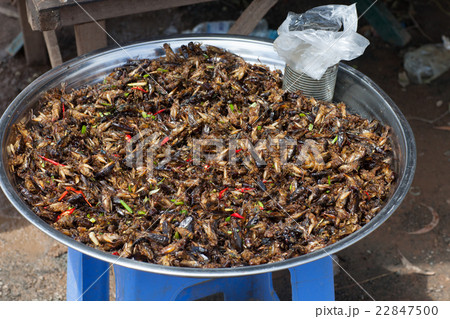 Fried grasshoppers Fried grasshoppers 22847500