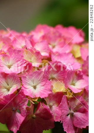 紫陽花 紫陽花 22848262