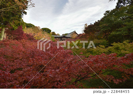 東福寺　通天橋 22848455