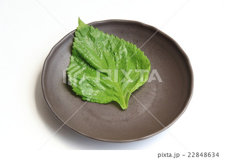 アレンジ用、大葉 アレンジ用、大葉 22848634