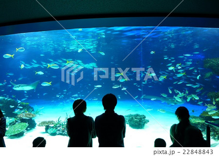 水族館 22848843