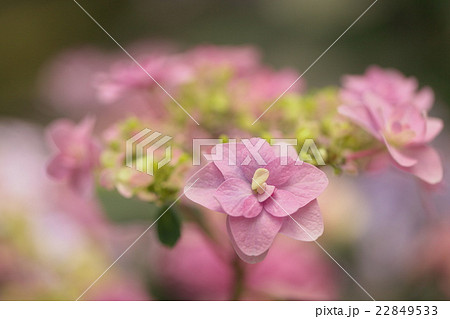 ピンクの装飾花 22849533