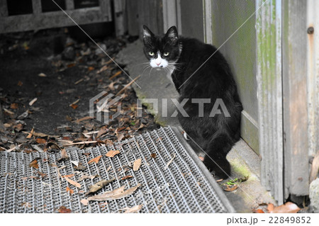 猫 22849852