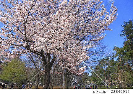 札幌 円山公園 桜の写真素材