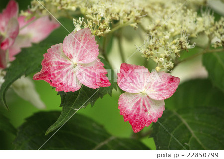 梅雨に咲く赤と白のガクアジサイの花の写真素材