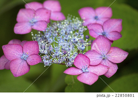 梅雨に咲くピンク色のガクアジサイの花の写真素材