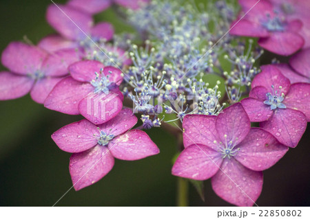 梅雨に咲くピンク色のガクアジサイの花の写真素材