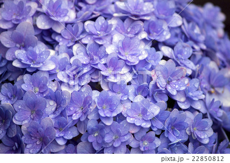 梅雨に咲く青紫色の紫陽花の花 22850812