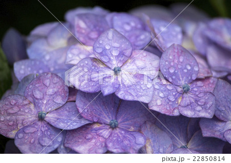 梅雨に咲く薄紫色の紫陽花の花 22850814