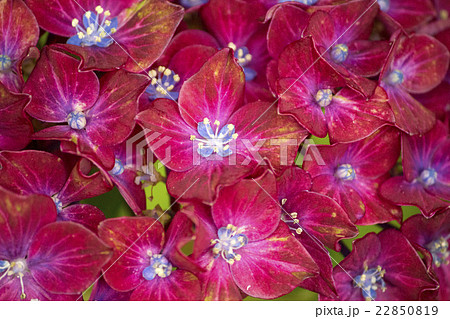 梅雨に咲く真っ赤な紫陽花の花 22850819