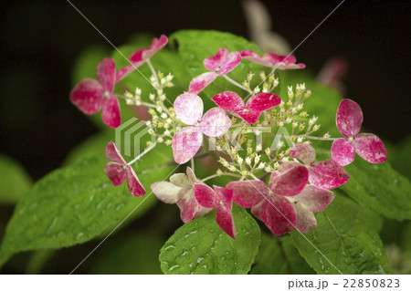 梅雨に咲く赤と白のガクアジサイの花の写真素材