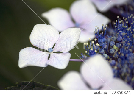 梅雨に咲く白と青のガクアジサイの花の写真素材