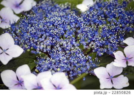 梅雨に咲く白と青のガクアジサイの花の写真素材