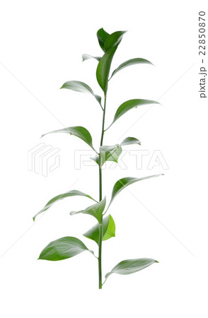 Ruscus, Butcher's Broom Ruscus aculeatus 22850870