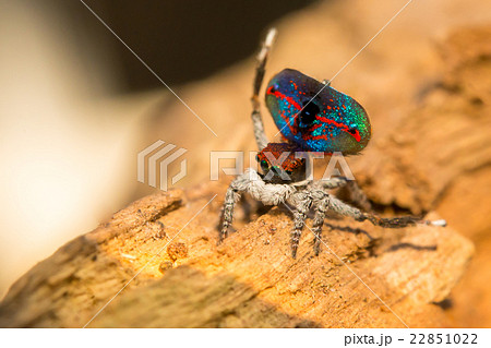 ピーコックスパイダー３ 22851022