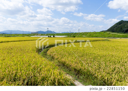 Autumn rice meadow 22851150