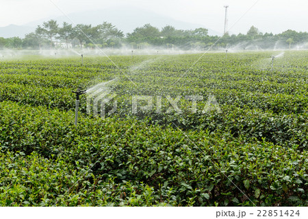 Tea farm 22851424