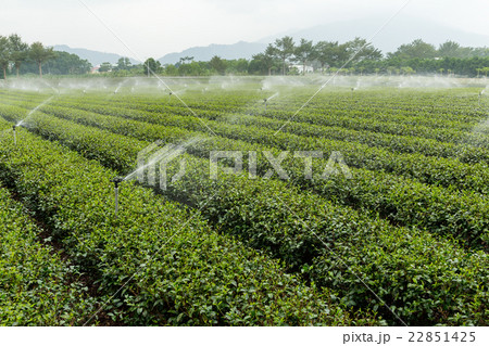 Water supply for green tea farm Water supply for green tea farm 22851425