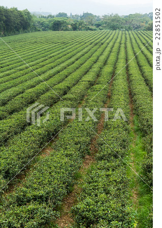 Tea farm on mountain 22851502