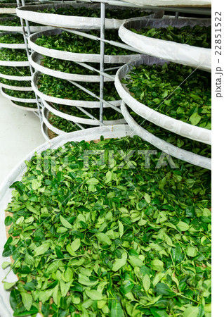 Fermentation tray of tea Fermentation tray of tea 22851522