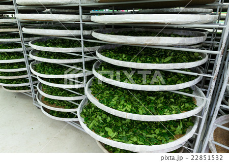 Fermentation of tea 22851532