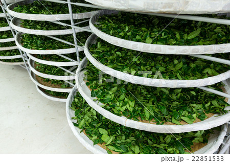 The fermentation of tea in factory 22851533