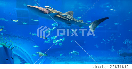 Whale shark in aquarium 22851819