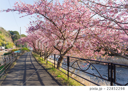 Sakura and walkway Sakura and walkway 22852298