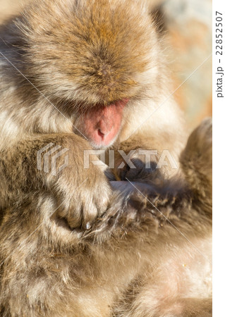 Monkey looking on its body Monkey looking on its body 22852507