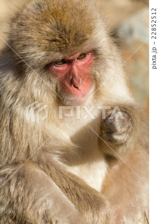 Lovely monkey Lovely monkey 22852512