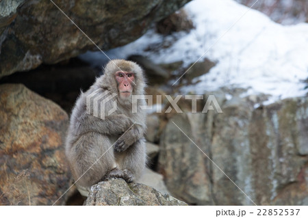 Snow monkey Snow monkey 22852537