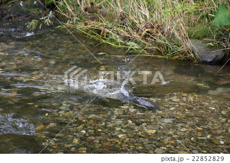 ウトロ　ペケレ川のサケ・マス溯上 22852829