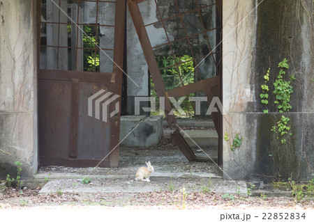 廃墟の中のウサギ 大久野島の発電所跡 の写真素材