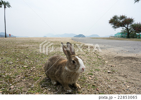 うさぎ島のうさぎ（広島県大久野島） 22853065
