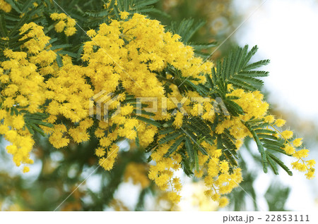 ミモザの花の写真素材