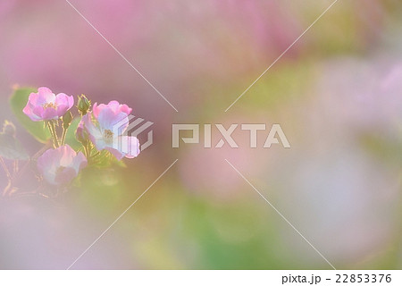 幻想の野薔薇 幻想の野薔薇 22853376