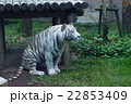 ホワイトタイガー 22853409