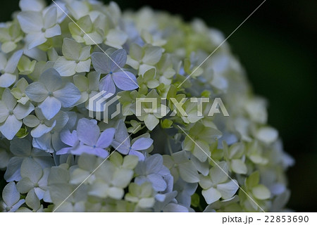 静寂の紫陽花 静寂の紫陽花 22853690