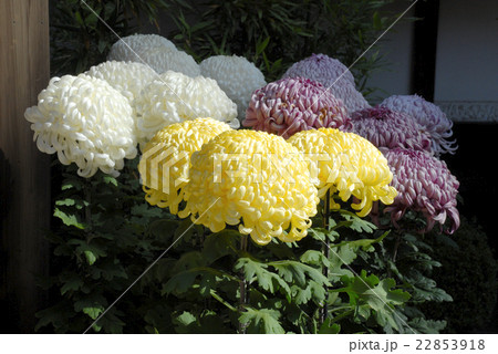 菊 22853918
