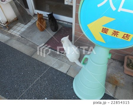 喫茶店に入る猫 喫茶店に入る猫 22854315