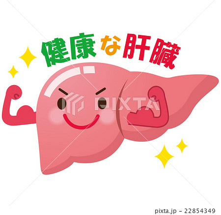 健康な肝臓 臓器 健康な肝臓 臓器 22854349