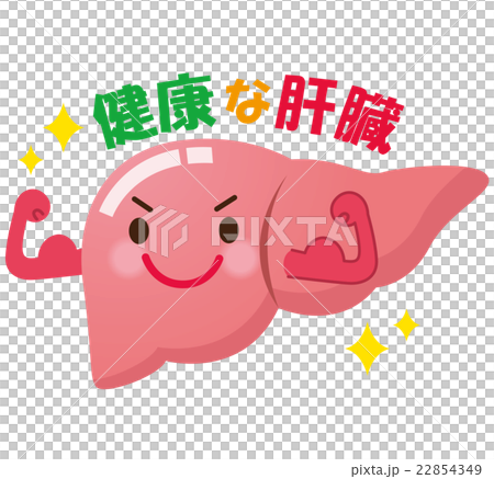 健康な肝臓 臓器 健康な肝臓 臓器 22854349