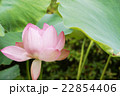 蓮の花 22854406