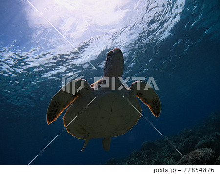 アオウミガメ ウミガメ カメ カメと泳ぐ 沖縄の海 沖縄で亀 スキューバダイビング 慶良間諸島 アオウミガメ ウミガメ カメ カメと泳ぐ 沖縄の海 沖縄で亀 スキューバダイビング 慶良間諸島 22854876