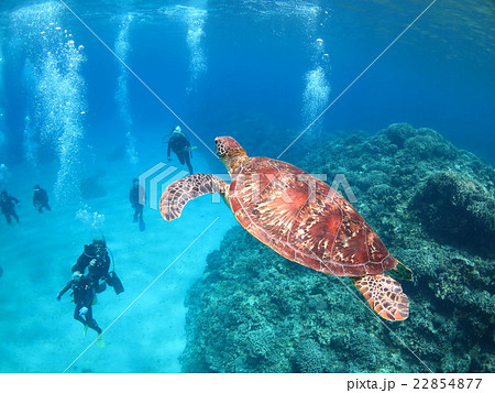 アオウミガメ ウミガメ カメ カメと泳ぐ 沖縄の海 沖縄で亀 スキューバダイビング 慶良間諸島の写真素材